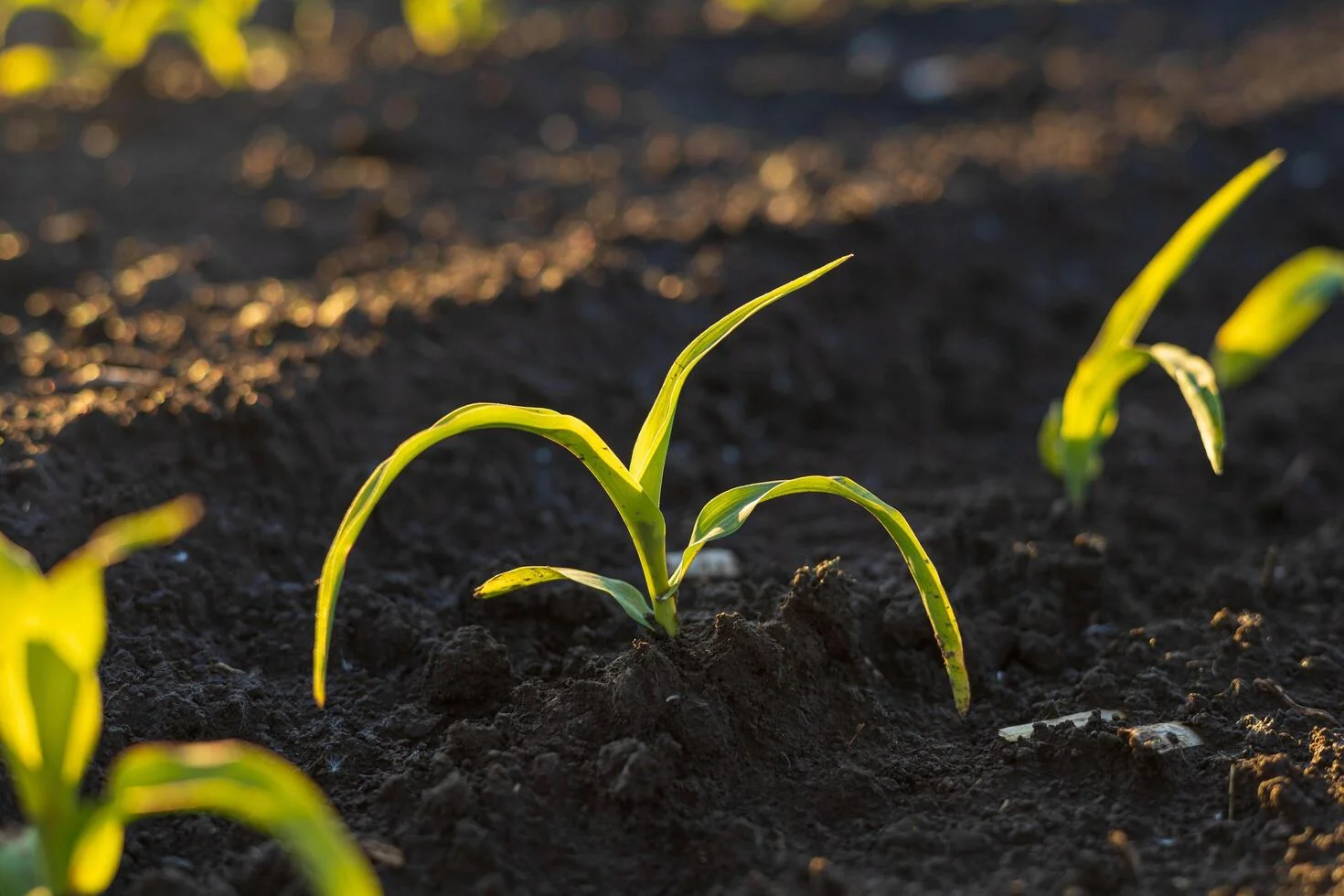 Fertilizer manufacturing facility